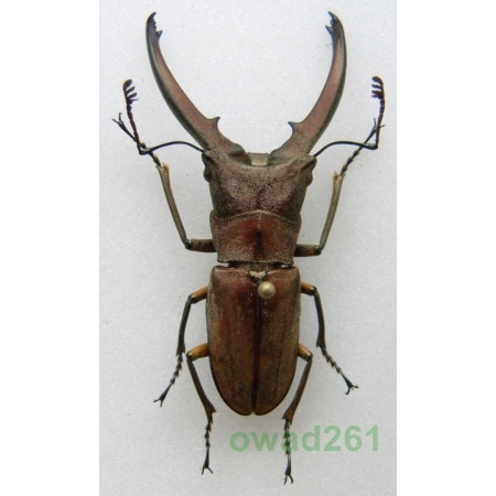 Cyclommatus canaliculatus freygesseneri Mizunuma & Nagai, 1994 Indonesia, Java Is 41mm